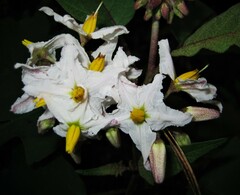 Solanum torvum