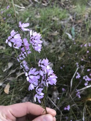 Tetratheca pilosa