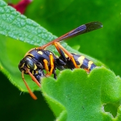 Polistes chinensis