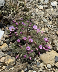 Oxalis enneaphylla