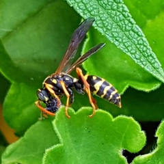 Polistes chinensis