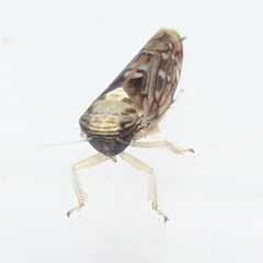 Scaphoideus pullus