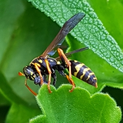Polistes chinensis
