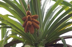 Pandanaceae