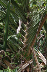 Pandanaceae