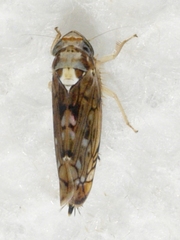 Scaphoideus pullus