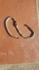 Leptotyphlopidae