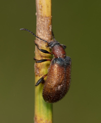 Ecnolagria rufescens