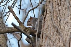 Sciurus carolinensis