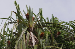 Pandanaceae