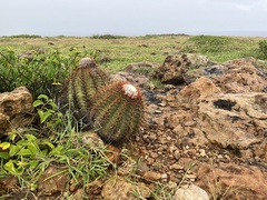Melocactus macracanthos