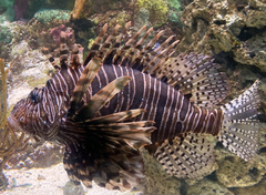 Pterois