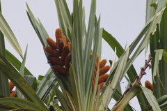 Pandanaceae