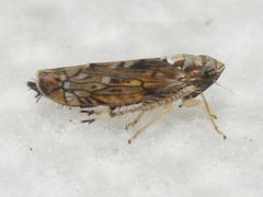 Scaphoideus pullus
