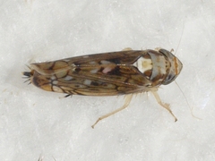 Scaphoideus pullus