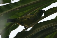 Ixothraupis xanthogastra