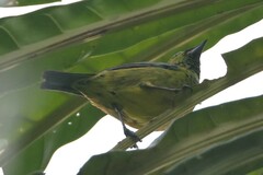 Ixothraupis xanthogastra