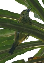 Ixothraupis xanthogastra