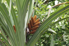 Pandanaceae