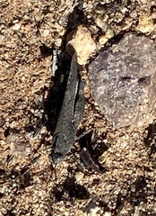 Lactista gibbosus