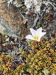 Oxalis enneaphylla