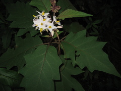 Solanum torvum
