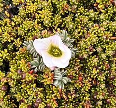 Oxalis enneaphylla