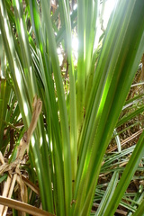 Pandanaceae
