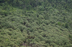 Pandanaceae