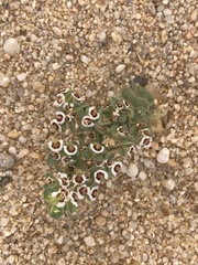 Euphorbia leucophylla