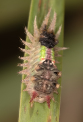 Doratifera oxleyi