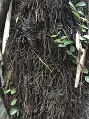 Phasmatinae