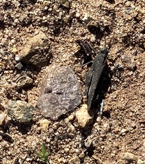 Lactista gibbosus