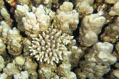 Acropora gemmifera