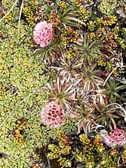 Armeria curvifolia