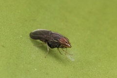 Cephaloconus tenebrosus