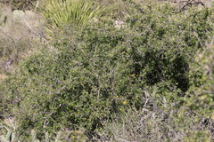 Celtis pallida