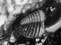 Trilobita