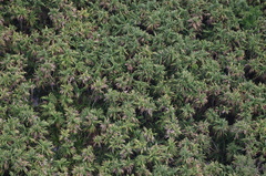 Pandanaceae