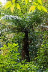 Alsophila spinulosa
