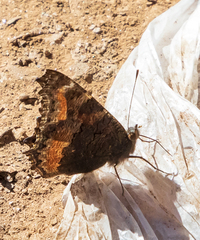 Aglais caschmirensis