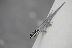 Lygodactylus mombasicus