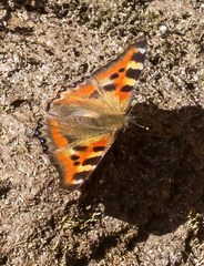 Aglais caschmirensis