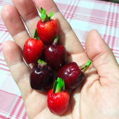 Eugenia involucrata
