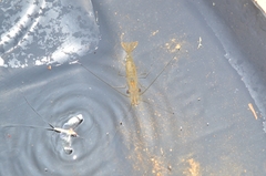 Macrobrachium jelskii