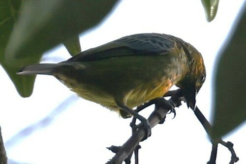 Yellow-bellied Tanager (Ixothraupis xanthogastra), photo 9