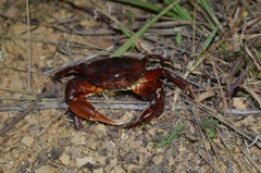 Dilocarcinus pagei