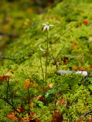 Adenochilus gracilis
