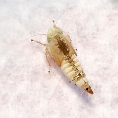 Scaphoideus titanus