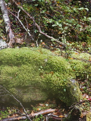 Adenochilus gracilis